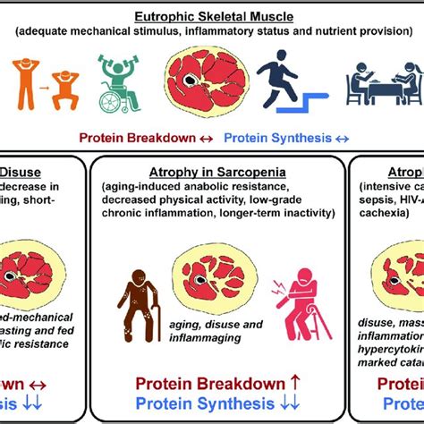 (PDF) Disuse-induced skeletal muscle atrophy in disease and non-disease states in humans ...