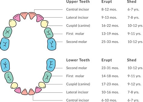 Fisher Pointe Dental _ Blog, Baby Teeth, diagram - Fisher Pointe Dental