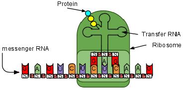 Anticodon Function Vs Codon Function