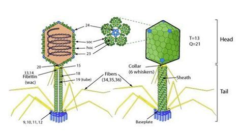 Bacteriophage types – Replication & Classification | Bacteriophage.news