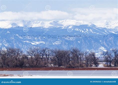 Geese migration stock image. Image of park, gray, black - 29596563