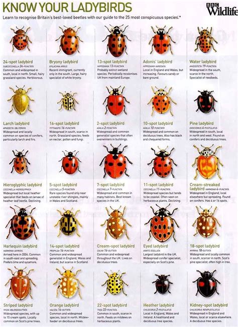 John Andrews | Bugs and insects, Insects, Ladybird