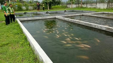 Ternak Ikan Nila Di Kolam Beton - Mari Hidup Sehat