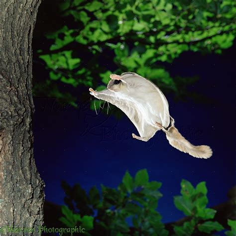 Southern Flying Squirrel photo WP11472