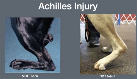 Resurgence Veterinary Mobility — Understanding Calcaneal Tendon Injuries in Dogs: Surgical and ...