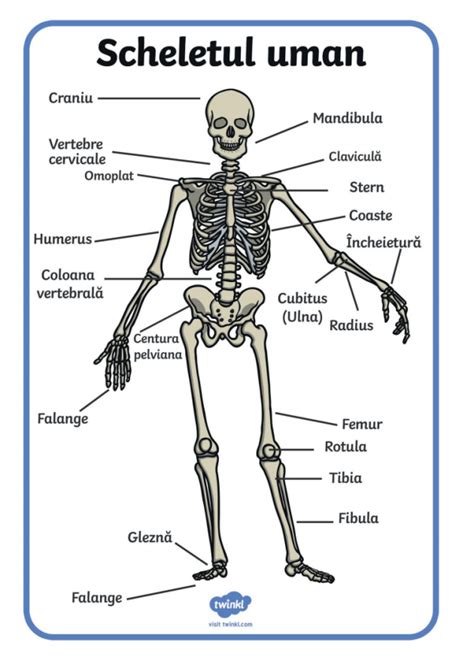 Descoperă ce este scheletul uman | Wiki Twinkl România