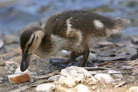 Is Feeding Ducks Bread Bad? Learn the Facts!