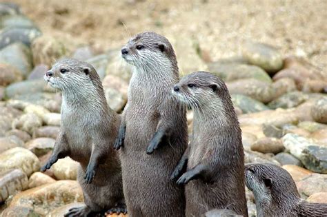 African Clawless Otter Profile: Traits, Facts, Baby, Range, Pet - Mammal Age