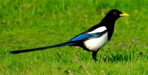 Yellow-billed Magpie — Birding With Camera and Paint