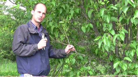 How to Prune Lilac Bushes - Gurney's Video - YouTube