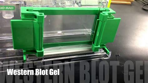 How to make Western Blot gel - YouTube