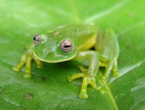 Glass Frog Facts (Diet, Habitat & More) | Cool Kid Facts