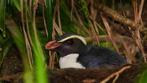 Fiordland Penguin: Eudyptes pachyrhynchus