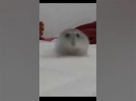 Hamster Samuel funny clip - YouTube