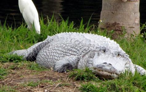 Animals World: white alligator