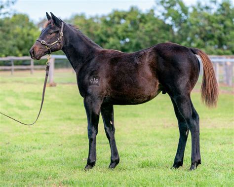 Juvenile Trial Watch - First Season Sires Shine | Breednet