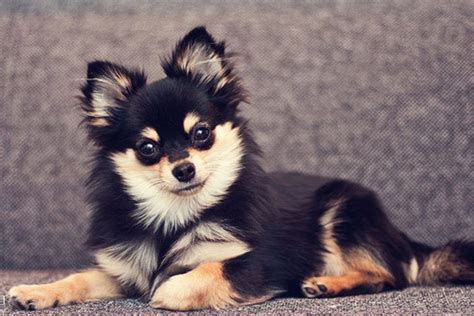 Pomeranian Chihuahua Mix – Meet the Adorable Pomchi - My Dog's Name | Pomeranian chihuahua mix ...