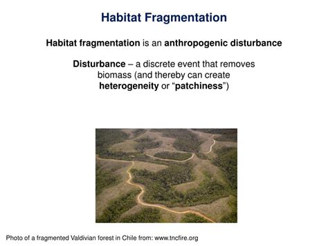 PPT - Habitat Fragmentation PowerPoint Presentation, free download - ID:2402040