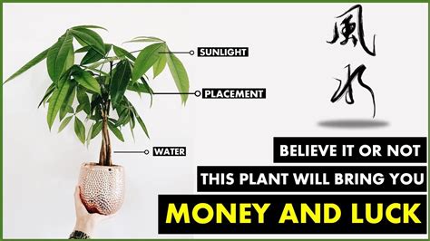 Money Tree Meaning: Why Is It Called A Money Tree? - Prime Bonsai