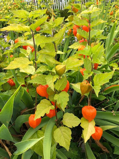 50 seeds Physalis Alkekengi Seeds | Etsy