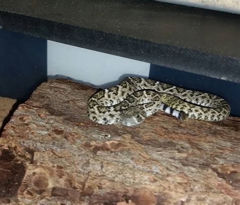 My baby Western Diamondback Rattlesnake (Crotalus atrox)!! : r/reptiles