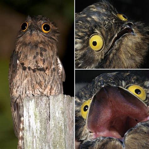 Potoo: The Funniest Looking Bird Ever