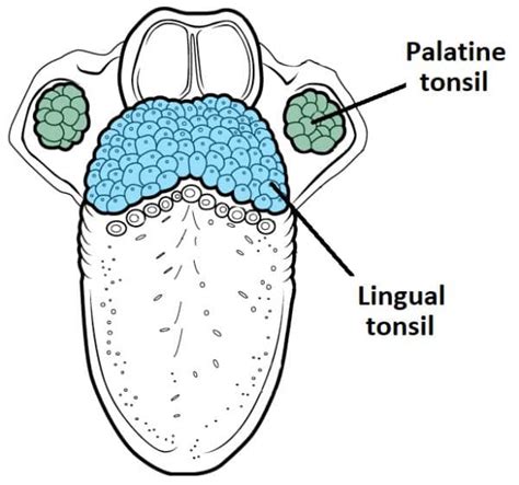 The Tonsils (Waldeyer's Ring) - Lingual - Pharyngeal - Palatine - Tubal ...