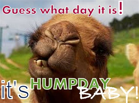 Image Gallery happy hump day camel