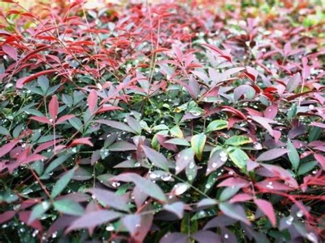 Nandina domestica Flirt PBR | Wholesale Nursery - Nurseries in ...