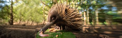 Short-beaked Echidna - Australia Zoo