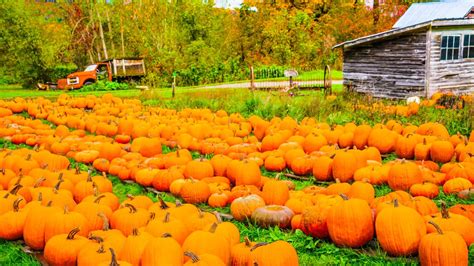 Multimillion-Dollar Of Halloween Pumpkin Sales - House Of Hauntz