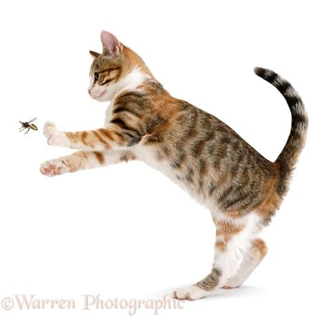 Cat chasing a wasp photo WP00240