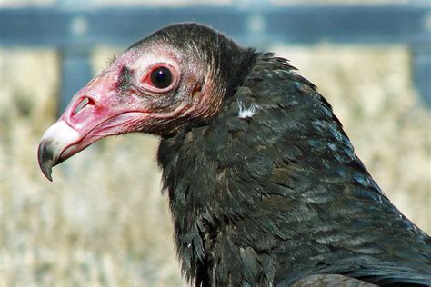 My favorite facts about Turkey Vultures - Center of the West