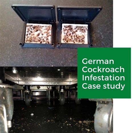 Pest control - a case study, dealing with a German Cockroach infestation - Nurture Group