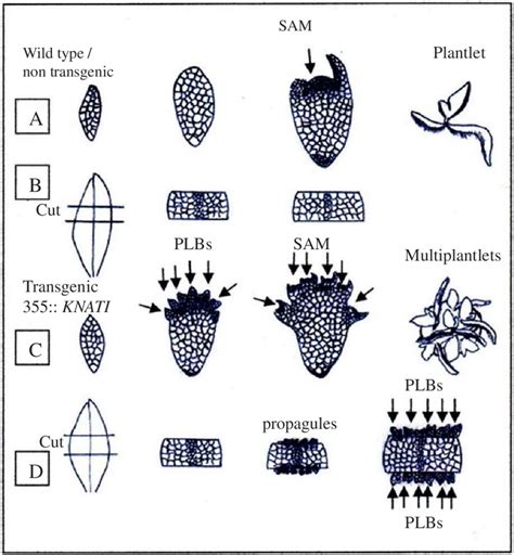 Development scheme of shoot apical meristem in wild and transgenic... | Download Scientific Diagram