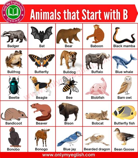 Animals that Start with B | Animals Beginning with B | Animals beginning with b, Animal ...