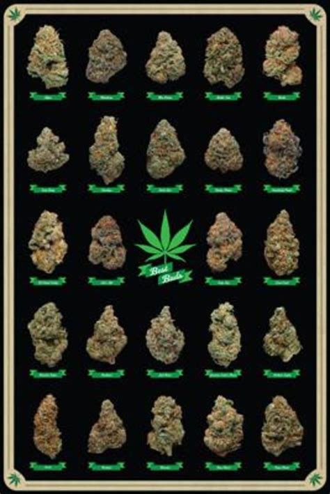 Best Buds Marijuana Types Weed Pot Chart Poster 24x36 650399102702 | eBay