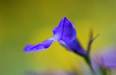 Flower Blue Nature free image download