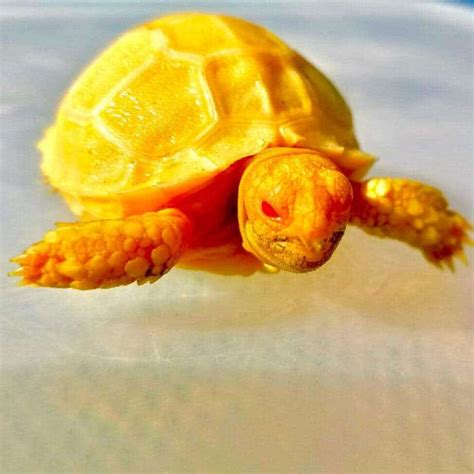 Sulcata Tortoise Substrate | what is the best substrate for a Sulcata tortoise | Sulcata ...