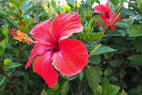 Hibiscus: profile, cultivation & care - Plantura