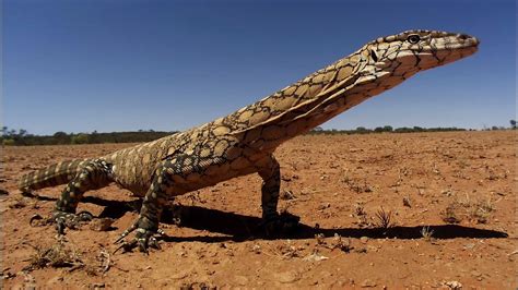 🔥 The perentie (Varanus giganteus) is the largest monitor lizard or goanna native to Australia ...