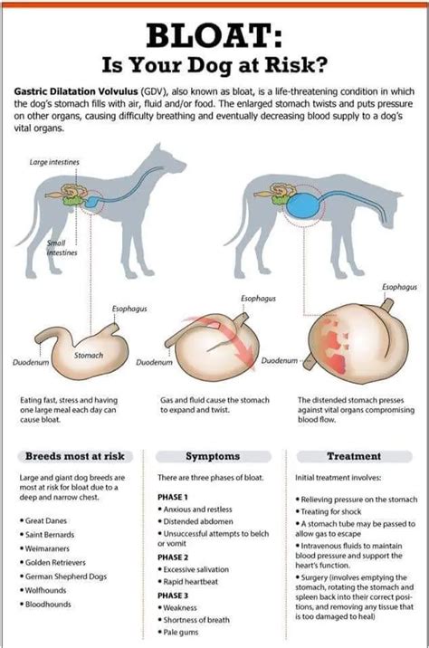 What Are The Symptoms Of A Twisted Bowel In Dogs