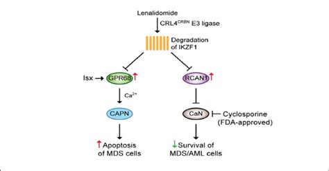 Overview of the mechanism of action of lenalidomide in MDS/AML. Through ...