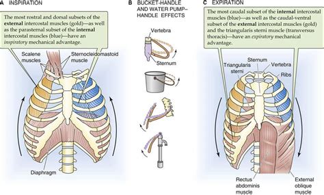 Static Properties of the Lung - Mechanics of Ventilation - The Respiratory System - Medical ...