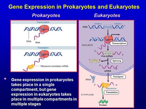 Regulation Of Gene Expression In Eukaryotes