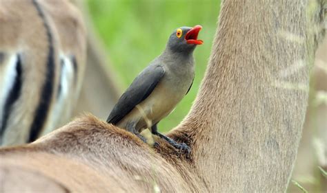 Oxpecker Facts, Information & Video Learn More about the African Wildlife