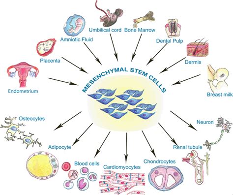 Eminent Sources of Adult Mesenchymal Stem Cells and Their Therapeutic Imminence | SpringerLink