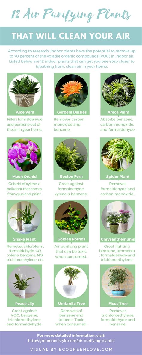 air purifying: 12 Air Purifying Houseplants [Infographic] | ecogreenlove