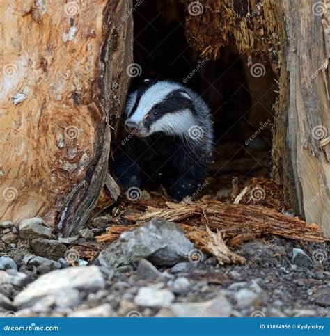 Badgers stock photo. Image of nature, animal, wildlife - 41814956