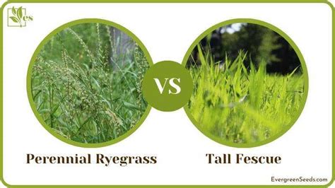 Comparing Perennial Ryegrass Vs Fescue: Choosing The Best Grass | LawnHelpful.com